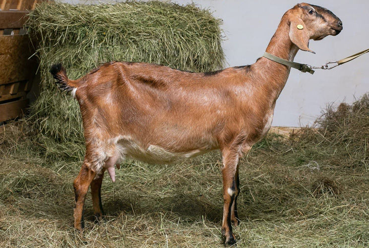 Кора - Ферма англо-нубийских коз NubianClub