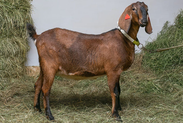 Гуля - Ферма англо-нубийских коз NubianClub